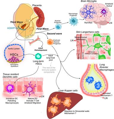 How cell migration helps immune sentinels